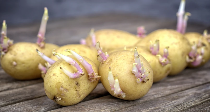 Can sprouted potatoes be eaten?