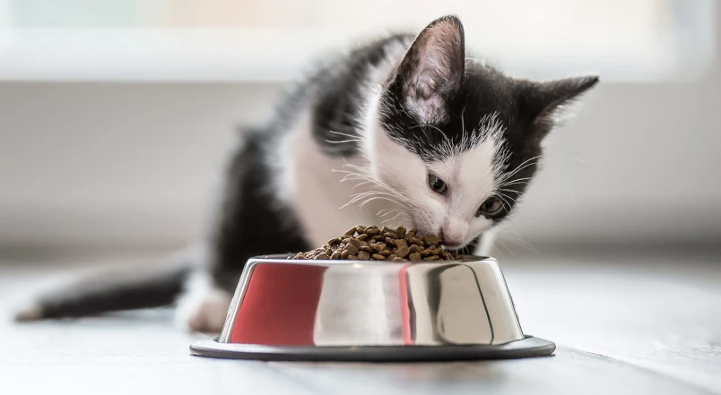 Cat nutrition: choice of food and label reading