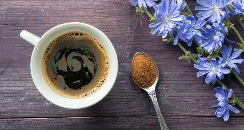 Chicory coffee: is it a healthy alternative?