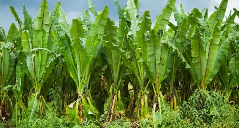 Enset or false Banana: the sustainable superfood