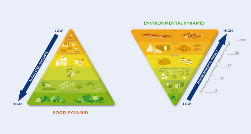Food and Environmental Double Pyramid: What it is, Meaning and Explanation