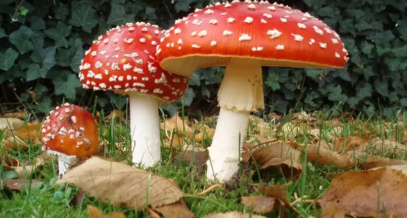 Poisonous mushrooms: the most common species in Italy. What they are and how to recognize them