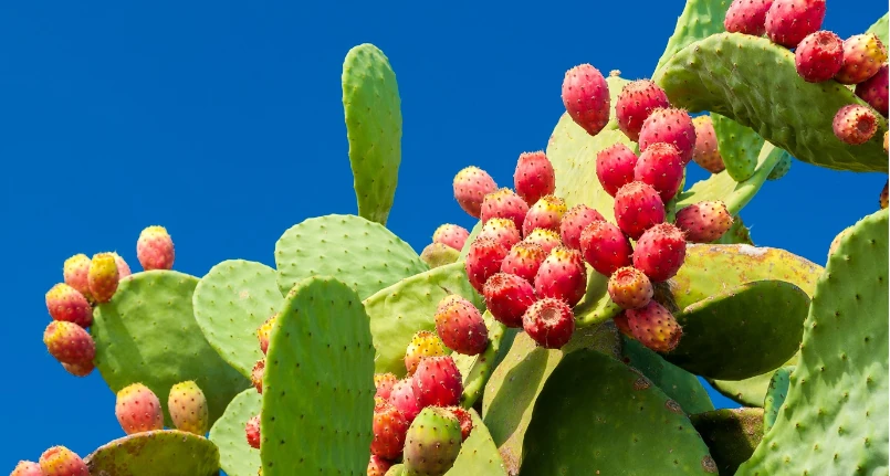 Prickly pear, versatile and sustainable: how to consume this food of the future?