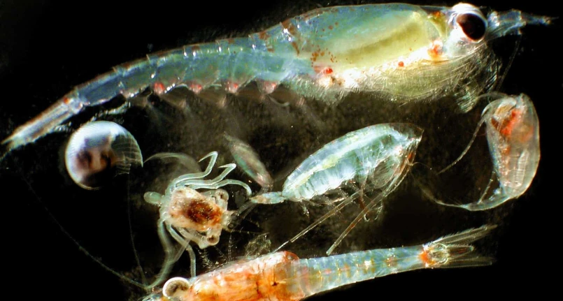 Zooplankton: Human Nutrition and Ecology